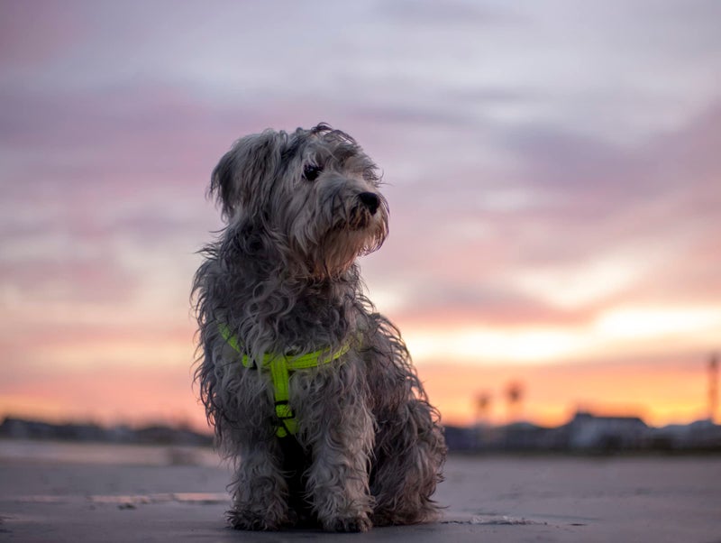 Rogz Reflective Adjustable Dog Step in Harness for Large Dogs; matching collar and leash available, Turquoise - Image 2