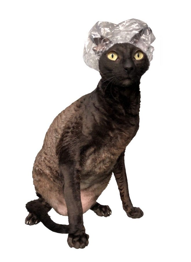 Kotomoda - Shower Caps For Sphynx Cats And Small Pets 20Pcs - Image 1