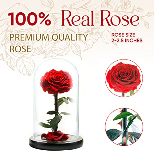 LOVAPPY Forever Preserved Rose - Eternal Rose in Glass Dome - Beauty and The Beast Rose for Mom - Fresh Flowers in Glass (Red, 9 Inch) - Image 2
