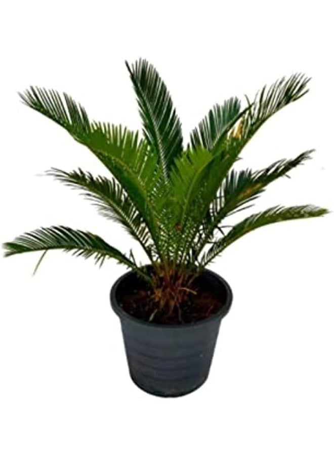 DUBAI GARDEN CENTRE نبات الساغو بالما من مركز دبي للحدائق، صغير خارجي