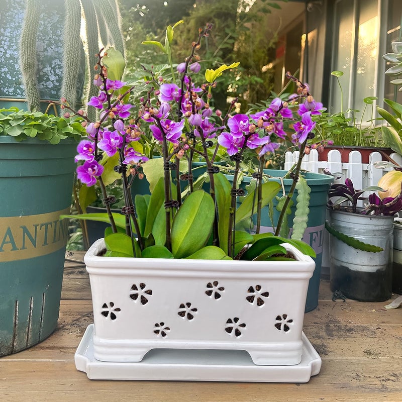Lovely Ran Orchid Pot With Holes And Saucer - 12*6.3*5.3Inch Ceramic Large Pot Basin For Refilling - Indoor And Outdoor Use - Air Circulation - Image 4