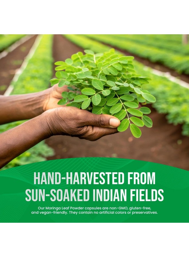 Leaping Lynx Moringa Oleifera Capsules 10,000mg - Energy & Immune Support Superfood - 120 Capsules, 120-Day Supply - Iron & B Vitamins for Focus & Fatigue - Vegan, Non-GMO, Antioxidant, Ayurvedic Supplement - Image 3