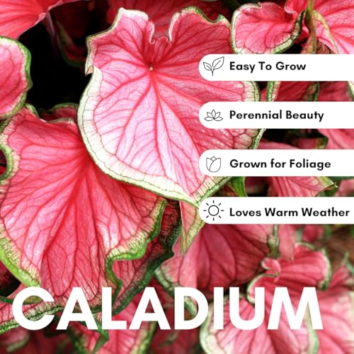 CZ Grain 6 Crimson Sky Caladium Bulbs for Planting - Perennial Hosta, Elephant Ears, Fancy (6 Bulbs) - Image 2
