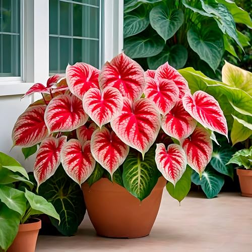 CZ Grain 6 Crimson Sky Caladium Bulbs for Planting - Perennial Hosta, Elephant Ears, Fancy (6 Bulbs) - Image 1