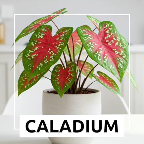 CZ Grain 6 Crimson Sky Caladium Bulbs for Planting - Perennial Hosta, Elephant Ears, Fancy (6 Bulbs) - Image 4