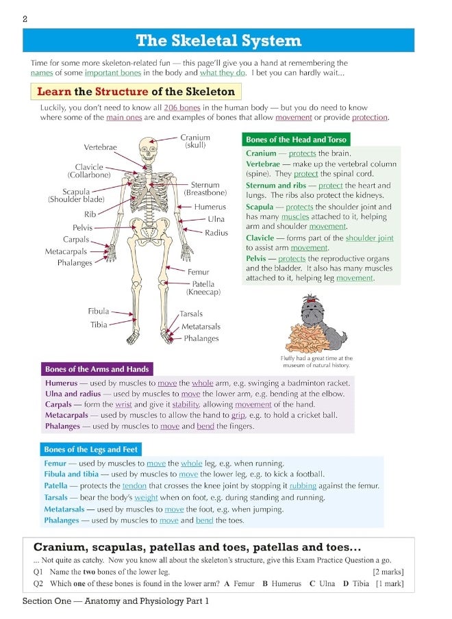 null - Coordination Group Publications Ltd (CGP) GCSE Physical Education OCR Revision Guide - for the Grade 9-1 Course - Image 1