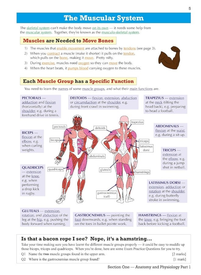 null - Coordination Group Publications Ltd (CGP) GCSE Physical Education OCR Revision Guide - for the Grade 9-1 Course - Image 1