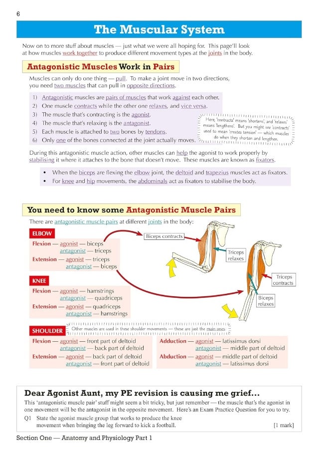 null - Coordination Group Publications Ltd (CGP) GCSE Physical Education OCR Revision Guide - for the Grade 9-1 Course - Image 1
