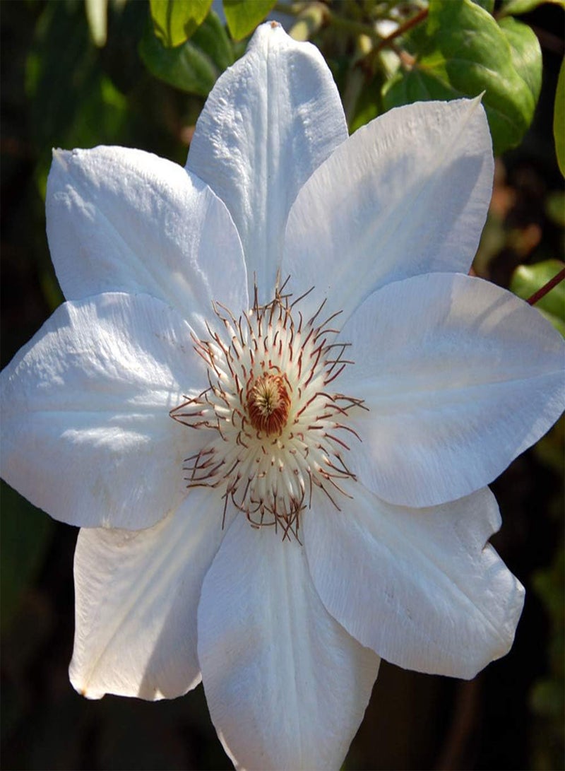 GGOOT 3Pcs Fresh Clematis seeds Outdoor Climbing Flower for Home Garden Planting Perennial Rhizome Summer Blooming DIY Courtyard Balcony Decoration - Image 3