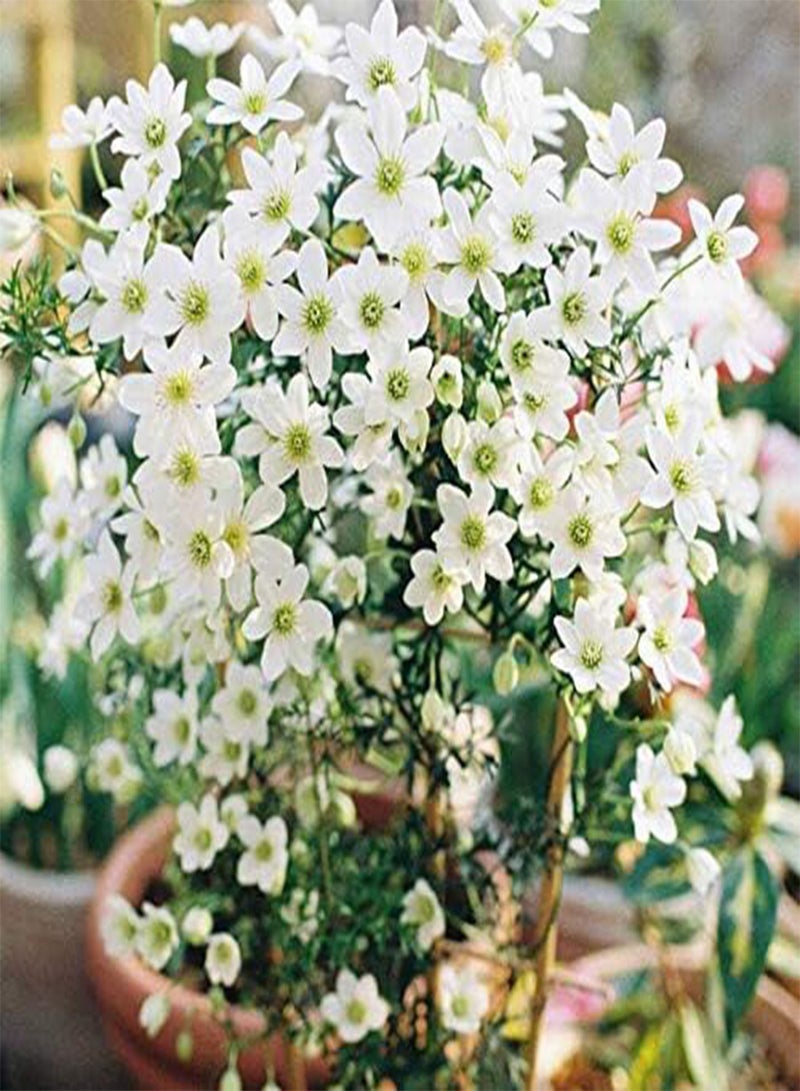 GGOOT 3Pcs Fresh Clematis seeds Outdoor Climbing Flower for Home Garden Planting Perennial Rhizome Summer Blooming DIY Courtyard Balcony Decoration - Image 2