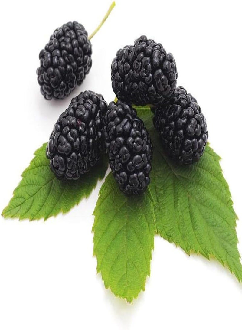 جي جوت 100 قطعة من بذور التوت سهلة الزراعة، فاكهة طبيعية غنية بالعصير تنضح برائحة ساحرة، فاكهة أساسية لاستقبال الضيوف - Image 2