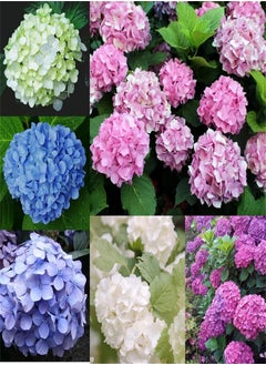 GGOOT Garden Plant Seed Flower Seed 50 Seeds Rare Plant Hydrangea Flower Mix Colour Giant Gorgeous Garden Plants  - Image 1