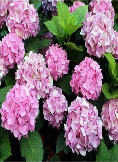 GGOOT Garden Plant Seed Flower Seed 50 Seeds Rare Plant Hydrangea Flower Mix Colour Giant Gorgeous Garden Plants  - Image 4