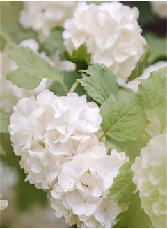 GGOOT Garden Plant Seed Flower Seed 50 Seeds Rare Plant Hydrangea Flower Mix Colour Giant Gorgeous Garden Plants  - Image 5