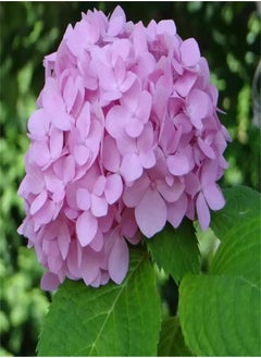 GGOOT Garden Plant Seed Flower Seed 50 Seeds Rare Plant Hydrangea Flower Mix Colour Giant Gorgeous Garden Plants  - Image 2