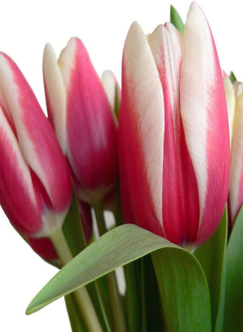 GGOOT 10pcs Roze Tulpenbollen Unieke Geur Trekken Vlinders Bijen Tuin Decor Boeketten Landscaping Genieten Vreugde Van Oogst - Image 2