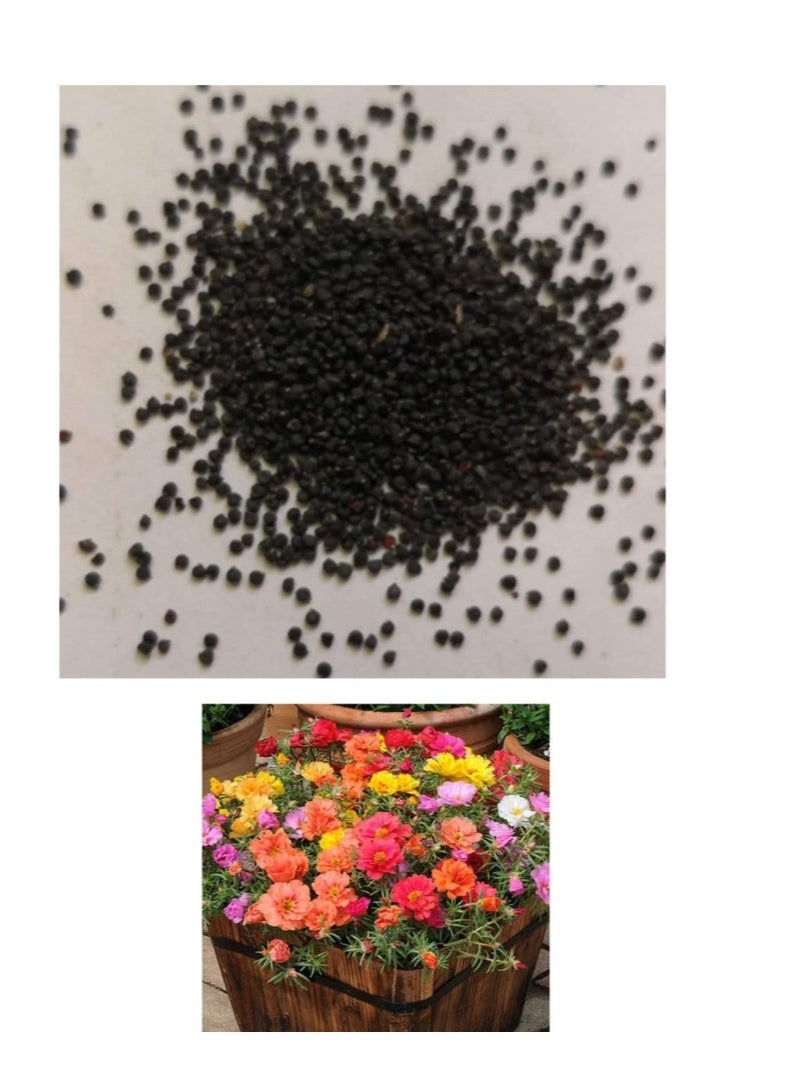 الواحة-TH بذور Portulaca Grandiflora، 500 قطعة من بذور Portulaca Grandiflora غير المعدلة وراثيًا، نباتات مزهرة معمرة، بذور زهرة عالية الإنبات بألوان مختلطة للبذور المنزلية  - Image 1