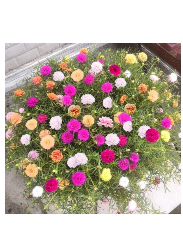 الواحة-TH بذور Portulaca Grandiflora، 500 قطعة من بذور Portulaca Grandiflora غير المعدلة وراثيًا، نباتات مزهرة معمرة، بذور زهرة عالية الإنبات بألوان مختلطة للبذور المنزلية  - Image 2