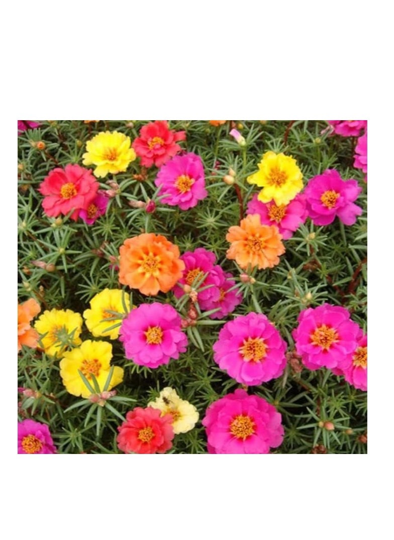 الواحة-TH بذور Portulaca Grandiflora، 500 قطعة من بذور Portulaca Grandiflora غير المعدلة وراثيًا، نباتات مزهرة معمرة، بذور زهرة عالية الإنبات بألوان مختلطة للبذور المنزلية  - Image 5