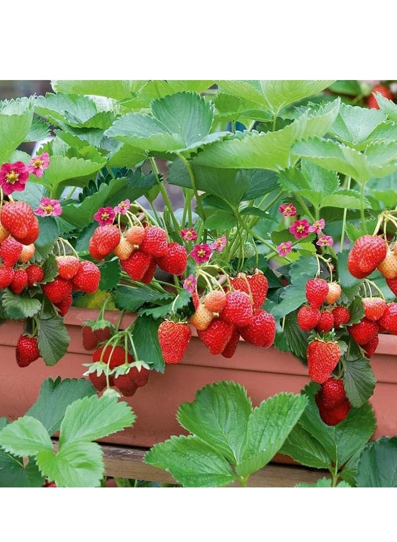 vsell24 3-Pack Strawberry Seeds (10g Each) - Non-GMO, Grow Sweet and Fresh Strawberries at Home with High Purity & Germination Rate - Image 3