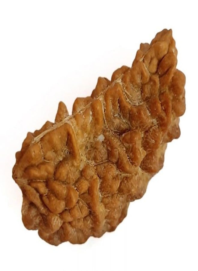 IRIS GEMS 1 Kaju Dana one mukhi kaju dana half moon nepali rudraksha एक मुखी रुद्राक्ष ओरिजनल नेपाल ek mukhi kaju dana rudraksha 1 mukhi rudraksha bracelet for men one mukhi kaju dana rudraksa एक मुखी - Image 2