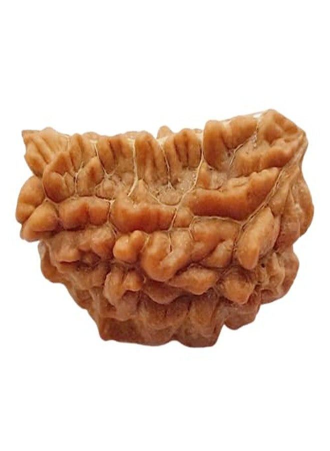 IRIS GEMS 1 Kaju Dana one mukhi kaju dana half moon nepali rudraksha एक मुखी रुद्राक्ष ओरिजनल नेपाल ek mukhi kaju dana rudraksha 1 mukhi rudraksha bracelet for men one mukhi kaju dana rudraksa एक मुखी - Image 1
