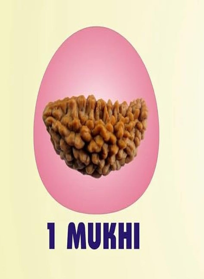 IRIS GEMS 1 Kaju Dana one mukhi kaju dana half moon nepali rudraksha एक मुखी रुद्राक्ष ओरिजनल नेपाल ek mukhi kaju dana rudraksha 1 mukhi rudraksha bracelet for men one mukhi kaju dana rudraksa एक मुखी - Image 5