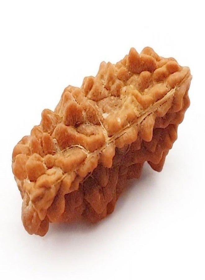 IRIS GEMS 1 Kaju Dana one mukhi kaju dana half moon nepali rudraksha एक मुखी रुद्राक्ष ओरिजनल नेपाल ek mukhi kaju dana rudraksha 1 mukhi rudraksha bracelet for men one mukhi kaju dana rudraksa एक मुखी - Image 3