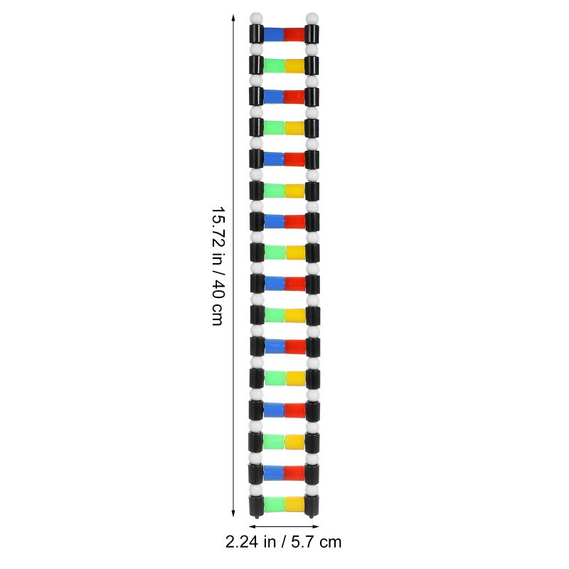 DNA Double Helix Model Kit 30cm for Science Teaching High School Home Learning Biology Classroom Supplies - Image 3