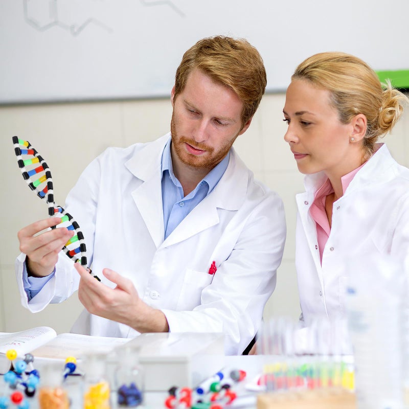 DNA Double Helix Model Kit 30cm for Science Teaching High School Home Learning Biology Classroom Supplies - Image 4