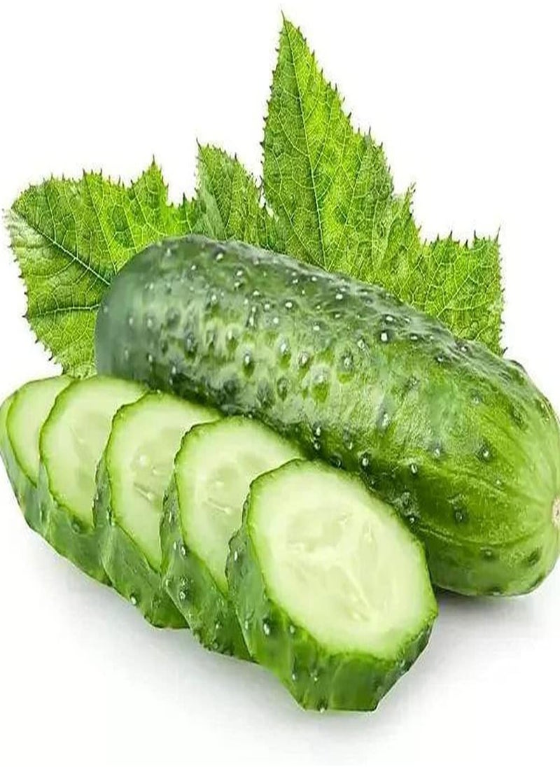 50Pcs Cucumber Seeds