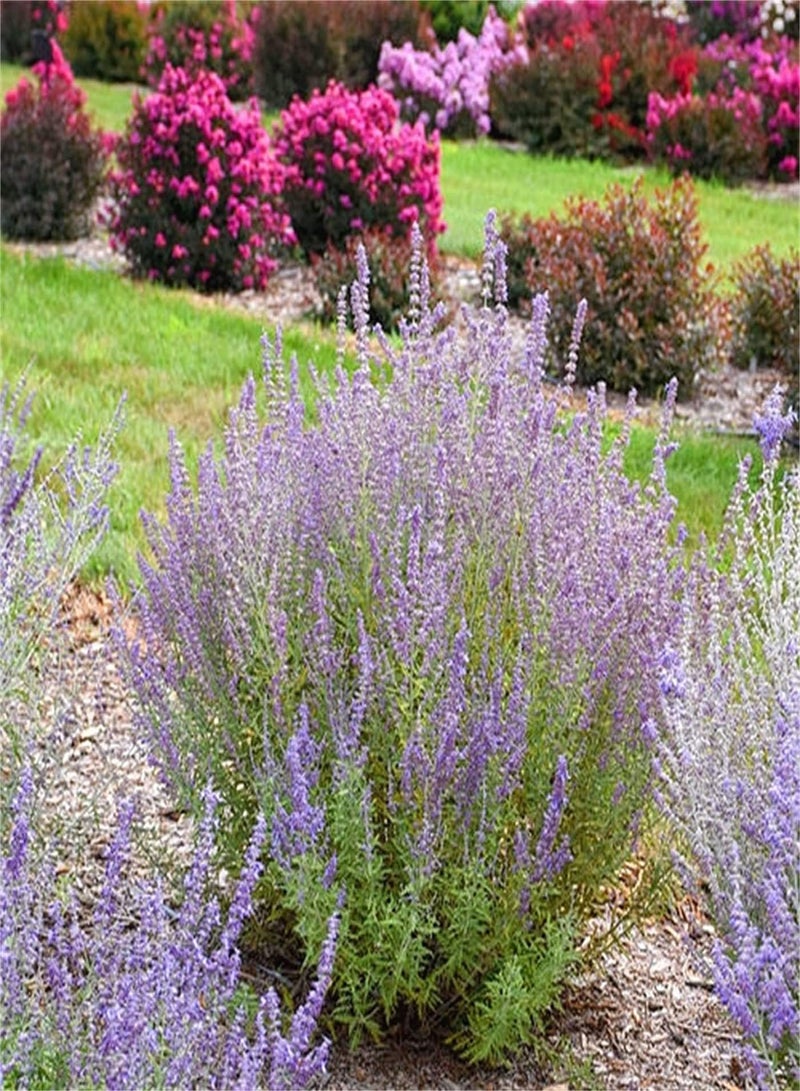 GGOOT Lavender Seeds UK Can Blossom in Large Numbers/Garden Collection Gift Seeds/Stunning Large Decor Scented Flowers-100pcs - Image 2