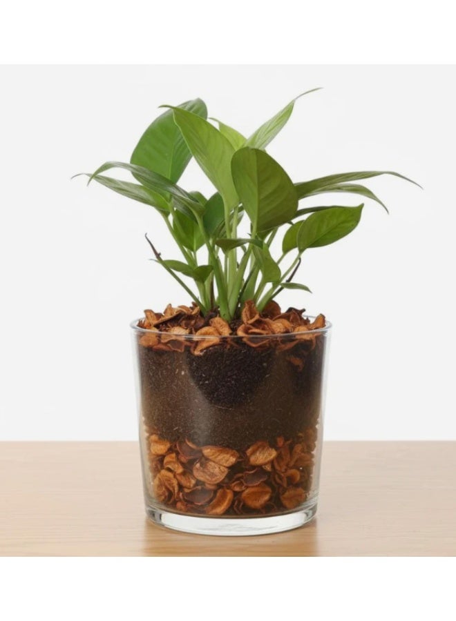 AKDC Aroma Decor Premium Artificial Dried Leaves Potpourri – Vibrant Orange Tone – 400 g Home Fragrance & Décor Mix - Image 2