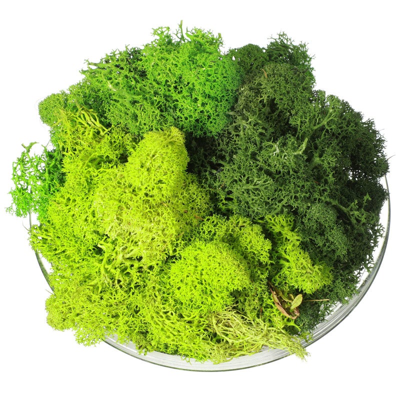 Canlierr 9 Oz/ 255 g Total Fake Green Moss for Potted Plants Indoor Natural Moss for Crafts Faux DIY Decor Decorative Model Making Walls Glass Containers Home(Dark Green, Green, Chartreuse) - Image 1