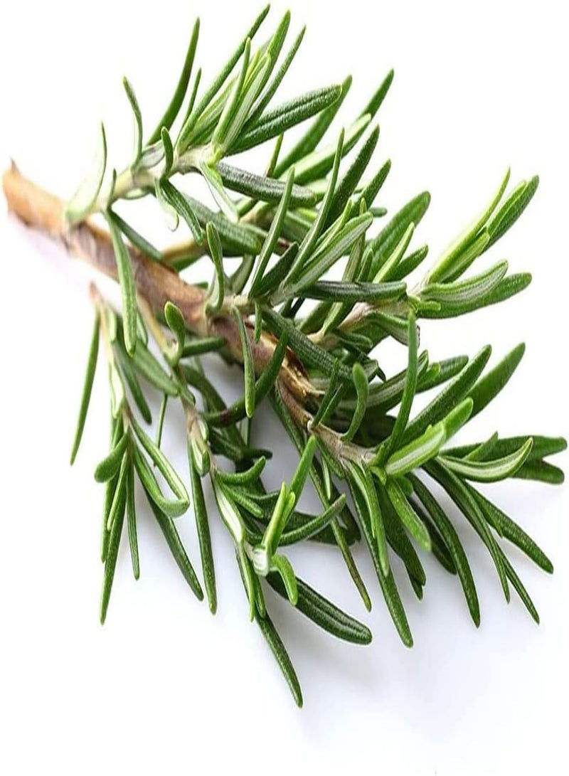 GGOOT 60pcs Special Ideal Perennial Rosemary Seeds Placed in Indoors Study Living Room Purifying Air Create Beautiful Environment - Image 1