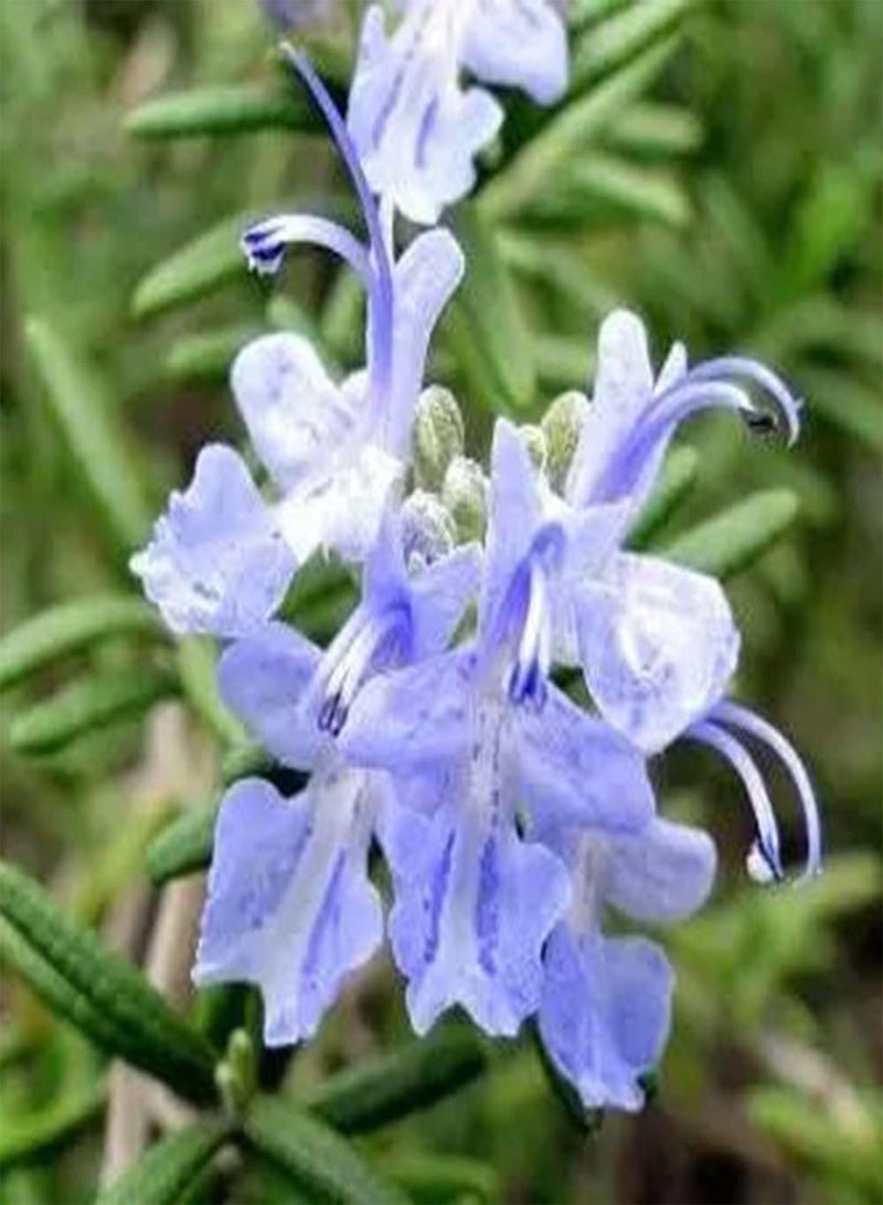 GGOOT 60pcs Special Ideal Perennial Rosemary Seeds Placed in Indoors Study Living Room Purifying Air Create Beautiful Environment - Image 2