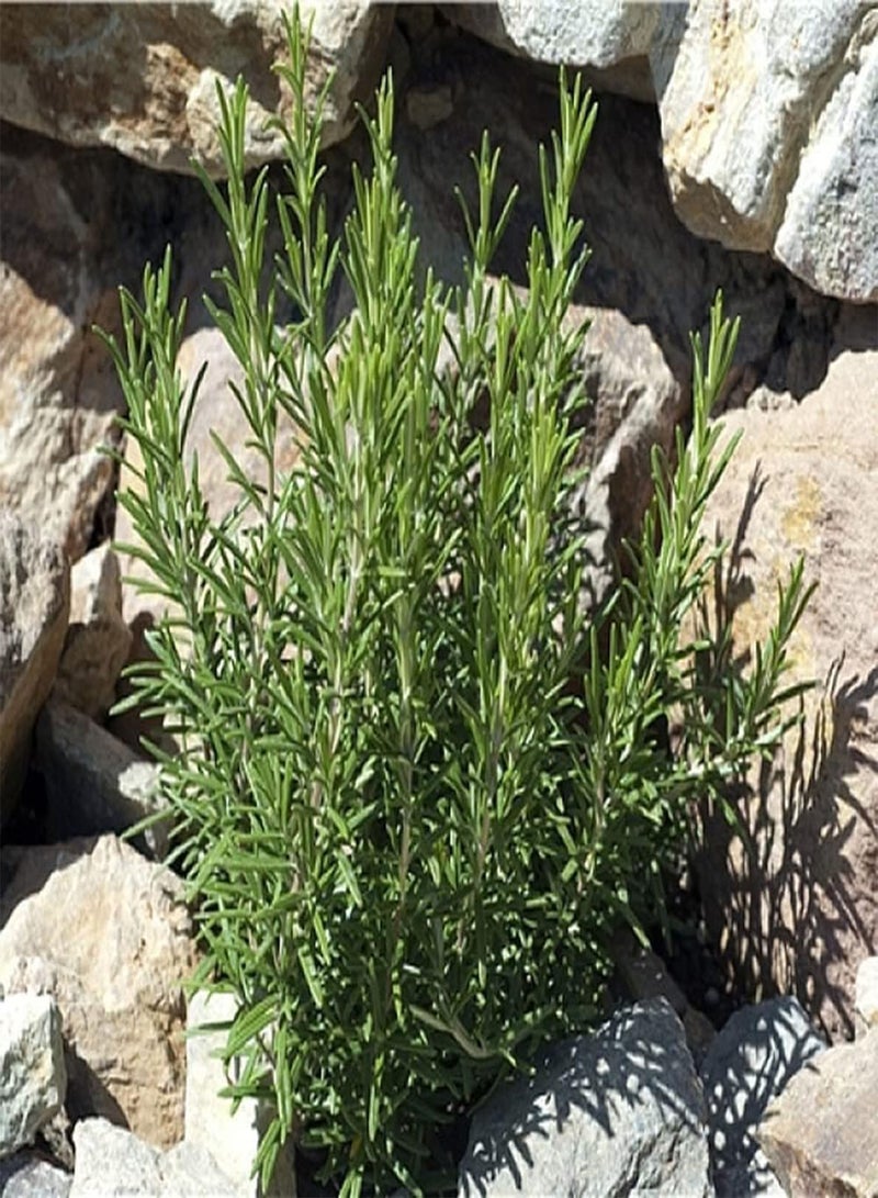 GGOOT 60pcs Special Ideal Perennial Rosemary Seeds Placed in Indoors Study Living Room Purifying Air Create Beautiful Environment - Image 3