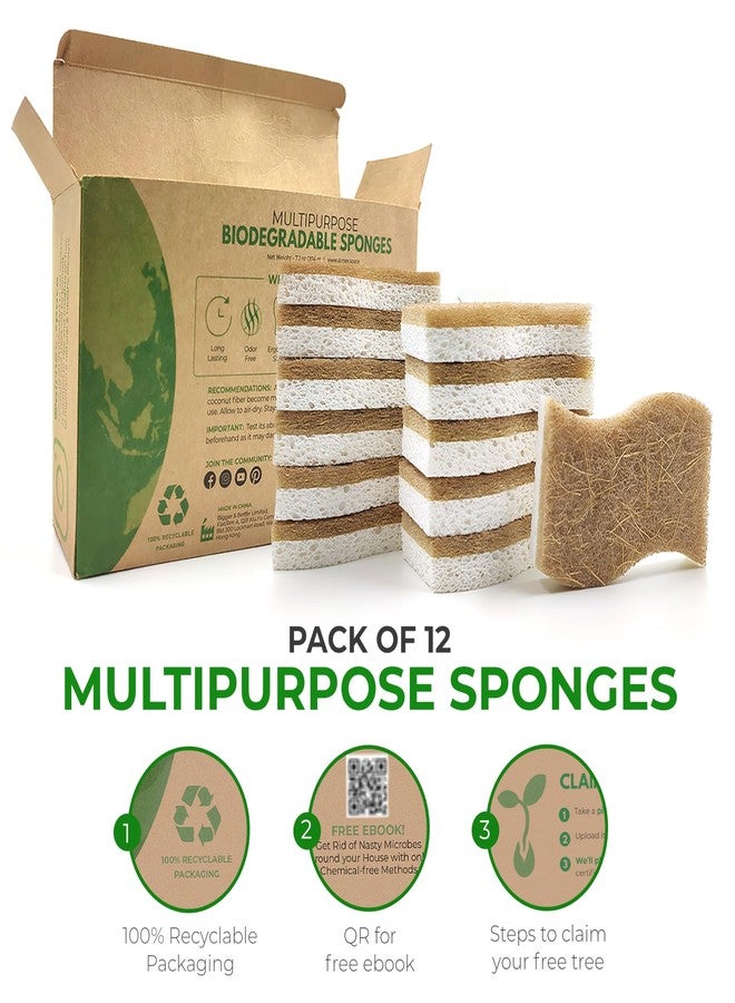 AIRNEX Natural Kitchen Sponge - Biodegradable Compostable Cellulose and Coconut Scrubber Sponge - Pack of 12 Eco Friendly Sponges for Dishes - Image 4
