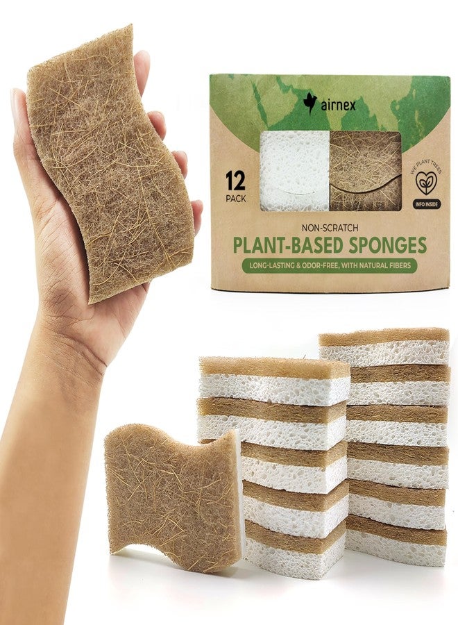 AIRNEX Natural Kitchen Sponge - Biodegradable Compostable Cellulose and Coconut Scrubber Sponge - Pack of 12 Eco Friendly Sponges for Dishes - Image 1