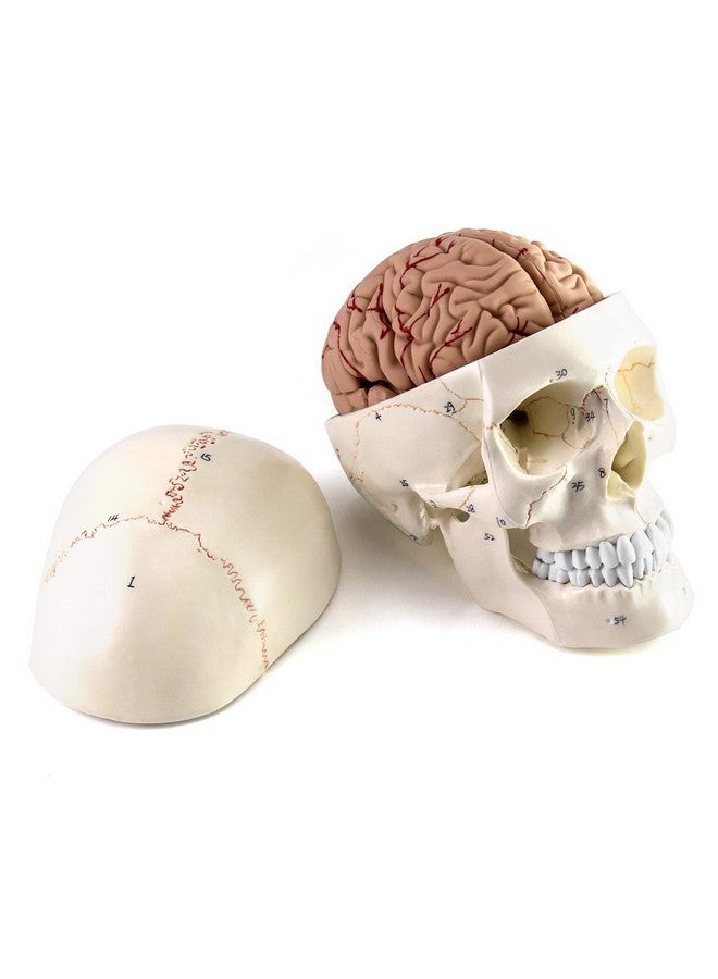 كيو دبليو او ار كي نموذج تشريح الجمجمة والدماغ البشري، 11 جزءًا، بالحجم الطبيعي، مرقم، دقيق تشريحيًا، للتدريس الطبي العلمي - Image 3
