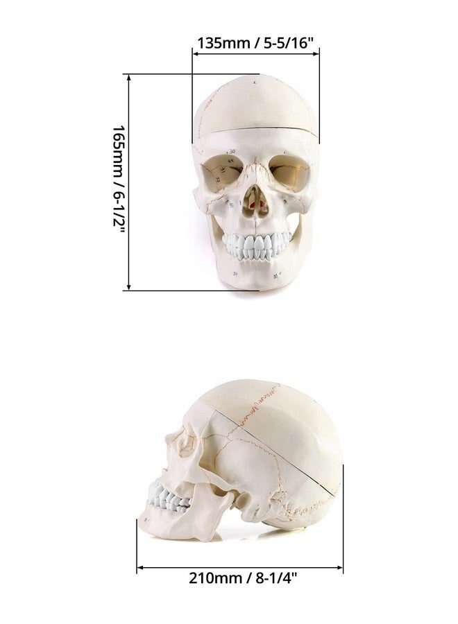 كيو دبليو او ار كي نموذج تشريح الجمجمة والدماغ البشري، 11 جزءًا، بالحجم الطبيعي، مرقم، دقيق تشريحيًا، للتدريس الطبي العلمي - Image 2