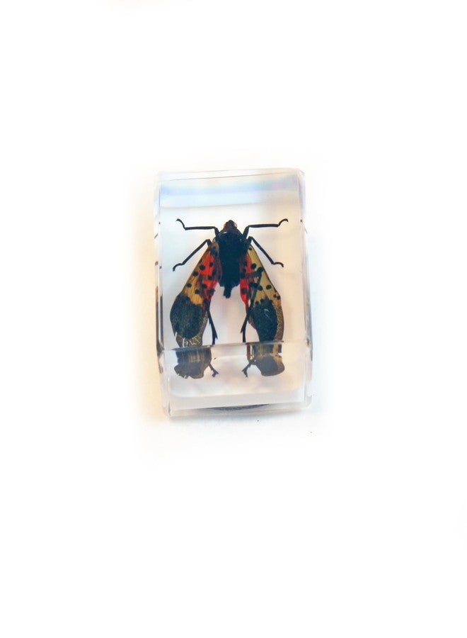 REALBUG Real Lantern Fly with Wings Open in an Acrylic Cube with Magnet - Image 3