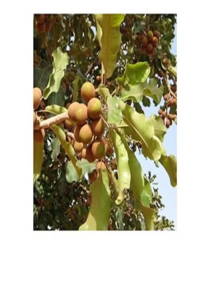 Natural 100% Natural African Shea Butter 250ml - Image 3