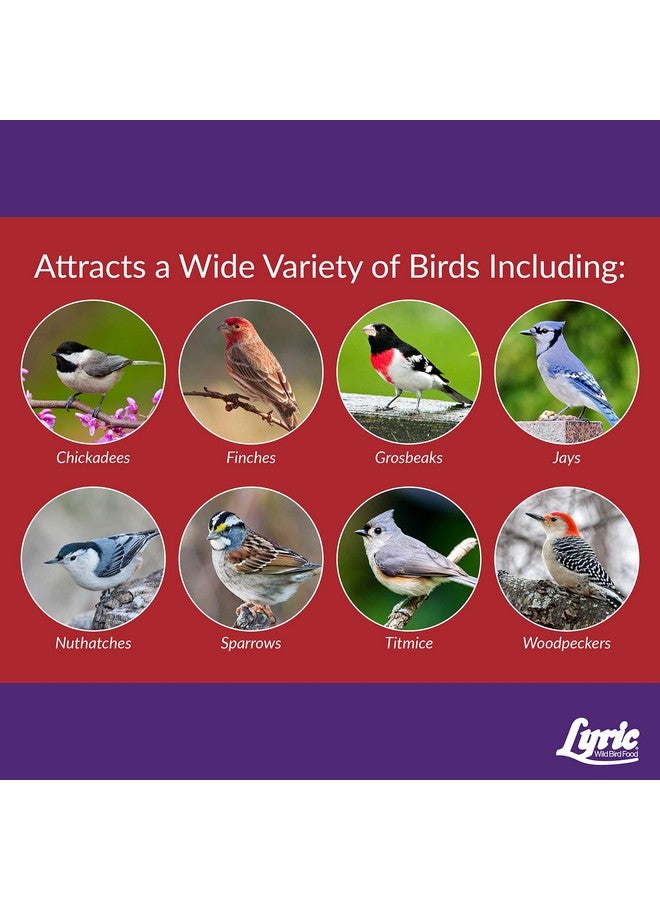 Lyric Lyric Delite Wild Bird Seed - No Waste Bird Food Mix with Shell-Free Nuts & Seeds - Attracts Buntings, Chickadees & Finches - 5 lb bag  - Image 4