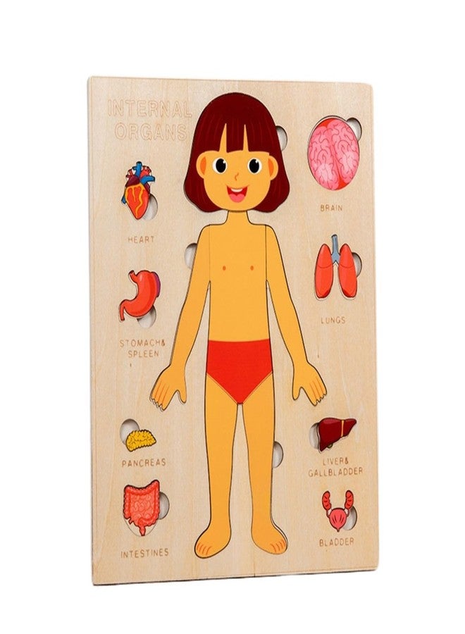 Gudong Montessori Jigsaw Puzzle of Human Structure Kids Human Learning Toy Anatomy Organ Model Anatomy Toy Children Human Organ Education Toys Human Organ Teaching Aids (Girl) - Image 1