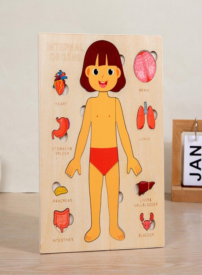 Gudong Montessori Jigsaw Puzzle of Human Structure Kids Human Learning Toy Anatomy Organ Model Anatomy Toy Children Human Organ Education Toys Human Organ Teaching Aids (Girl) - Image 5