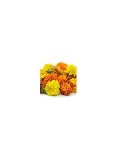 Fresh mixed marigold flower  / delivery only in Dubai - pzsku/Z1C9CC8AFA20BC6FA1DB9Z/45/_/1724750895/7ae35b38-29ba-40cb-bab7-5871a12b682d