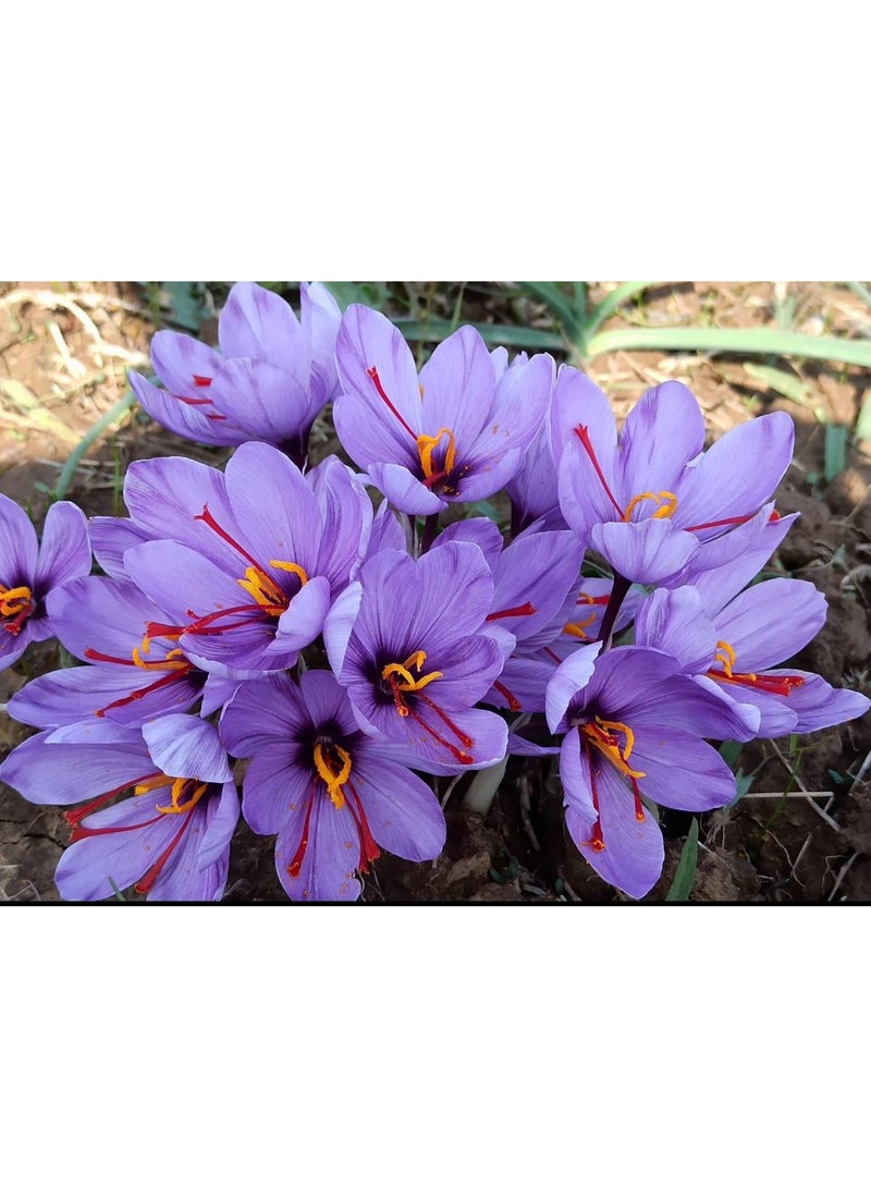 Wullar Premium Kashmiri Saffron/Kesar Threads 1GM – Grade A+ | Pure & Natural | Strong Aroma & Rich Colour - Image 4