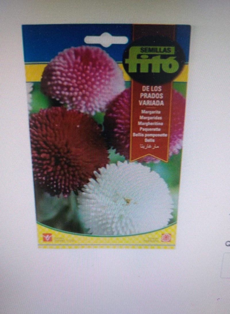 Fito Bellis Pomponette Flower Seeds Multicolour