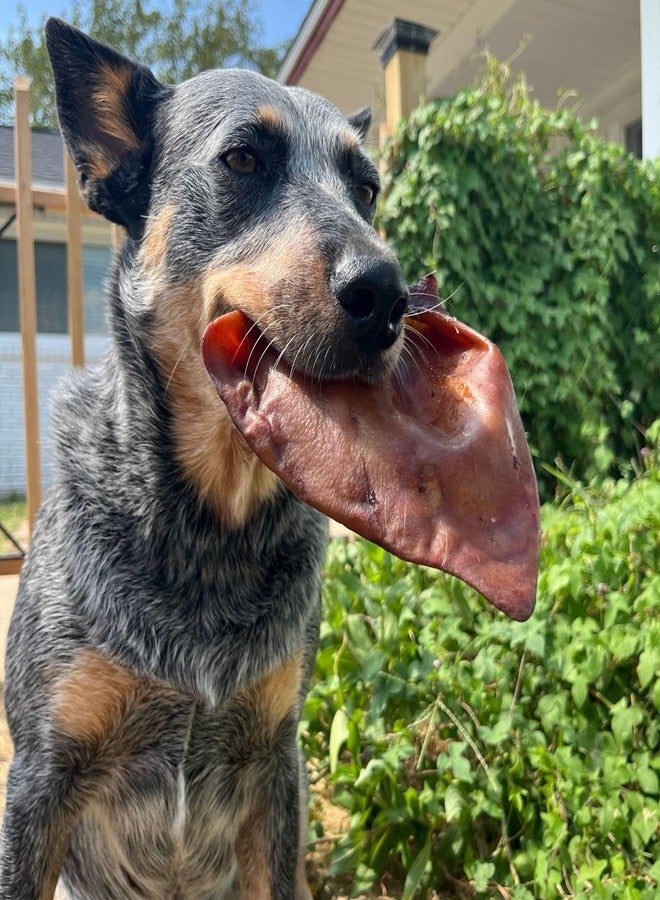 JACK'S PREMIUM Natural Pig Ears for Dogs - Large Ears - Made in USA, Wood Smoked, Preservative Free Dog Chew - 6 Whole Pig Ears - Image 2